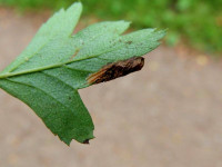 Phyllonorycter oxyacanthae - Dave Evans