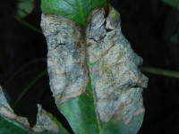 Leucoptera laburnella 2 - 4th November 2020- Buxton - Jon Mortin