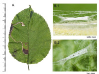 Lyonetia clerkella - 21st Oct 2025 - Little Hayfield -  Christian Heintzen - on Apple (malus)