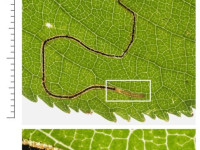 Lyonetia clerkella - 6th Sept 2025 - Glossop, Long Clough- Glossop - Christian Heintzen - On Cherry -