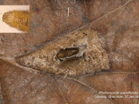 Phyllonorycter quercifoliella - 4th February 2025 - Gnat Hole, Glossop - Christian Heintzen