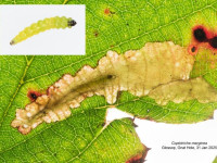 Coptotriche marginea - 4th February 2025 - Gnat Hole, Glossop - Christian Heintzen.