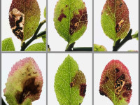 Stigmella myrtillella - 31st August 2025 - Chunal Moor, Glossop - Christian Heintzen