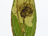 Fomoria septembrella - 4th October 2025 - Longdendale - Christian Heintzen