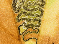 Stigmella tityrella - Leaf mine - Larva nearly finished development when it was discovered by a parasitic wasp. The parasitic larva is visible in the rear end of the host larva - 10th Nov 2025 - Glossop - Christian Heintzen