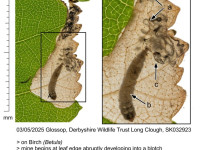 Eriocrania sangii - 3rd May 2025 - Glossop, Long Clough - Christian Heintzen