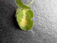 Parectopa-ononidis- Leaf Mine on Clover - 17th-April-2026-Hall-Lane-Pond-Mark-Radford