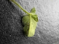Parectopa-ononidis- Leaf Mine on Clover - 17th-April-2026-Hall-Lane-Pond-Mark-Radford