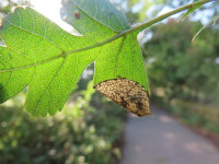 Parornix anglicella-13th Aug 2025 - Wyver Lane-Dave Evans