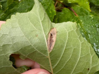 Phyllonorycter cerasicolella - 15th August 2024 - Buxton - Neil Gregory