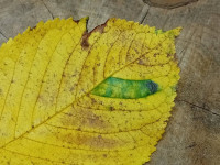 Phyllonorycter cerasicolella - 28th Oct 2025 - Staveley - Mark Radford
