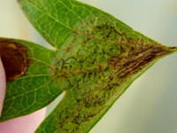 Phyllonorycter corylifoliella - Dave Evans