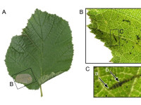 Phyllonorycter coryli - 27th Aug 2025 - Ladybower Res -Christian Heintzen