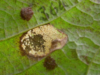 Phyllonorycter geniculella on Acer pseudoplatanus - Steve Orridge