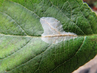 Phyllonorycter leucographella - Dave Evans