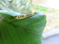Phyllonorycter-messaniella-2/10/24 -Dave-Evans