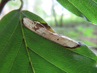Phyllonorycter-messaniella-12/9/24 - Dave-Evans