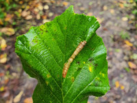 Phyllonorycter nicellii - Martin C.Harvey