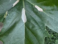 Phyllonorycter platani - 21st September 2024 , Alvaston Park, Derby - Neil Gregory