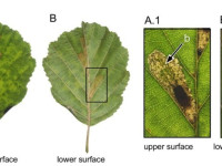 Phyllonorycter rajella - On Alder - 7th Nov 2025 - Woodhead, Longdendale - Christian Heintzen - on Alder (Alnus glutinosa)
