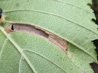 Phyllonorycter tristrigella - 22nd August 2025 - Norton Lees -Pete Mella