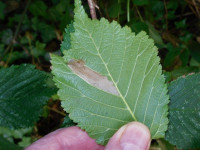 Phyllonorycter tristrigella - 30th July 2018 - Coombs Dale- Andrew Watchorn