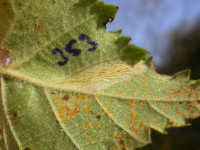 Phyllonorycter ulmifoliella - 16th October 2009 - Rose End Meadows - Steve Orridge