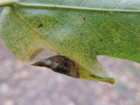 Phyllonorycter acerifoliella - Dave Evans