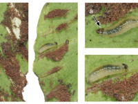 Psychoides filicivora - On Hart's Tongue Fern -21st Oct 2025 - Little Hayfield - Christian Heintzen - on lower surface of Hart’s Tongue (Asplenium scolopendrium)
