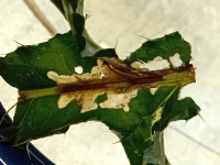 Scrobipalpa acuminatella - Markham Vale - Mark Radford