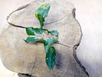 Scrobipalpa acuminatella - Markham Vale - Mark Radford