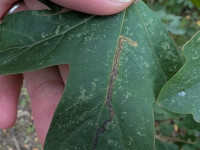 Stigmella aceris - 22nd Auguast 2025 - Norton Lees, Pete Mella