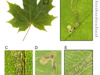 Stigmella aceris -23rd Oct 2025 - Glossop - Christian Heintzen - on Norway Maple (Acer platanoides)