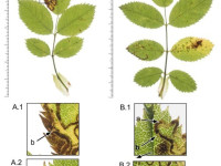 Stigmella anomalella - 8th Oct 2025 - Glossop - Christian Heintzen - On Rosa