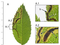 Stigmella-anomalella-Glossop-Christian-Heintzen