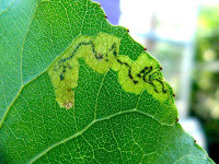 Stigmella assimilella – Aspen Pigmy - Dave Evans