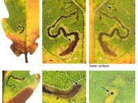 Stigmella atricapitella - On oak - 12th Nov 2025 - Longdendale, Torside - Christian Heintzen -  on Oak (Quercus robur)