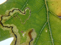 Stigmella atricapitella - On Oak - 8th Nov 2025 -Markham Vale-Mark Radford