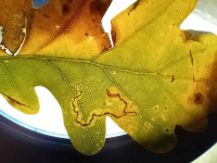 Stigmella atricapitella - On Oak - 8th Nov 2025 -Markham Vale-Mark Radford