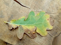 Stigmella atricapitella - On Oak - 8th Nov 2025 -Markham Vale-Mark Radford