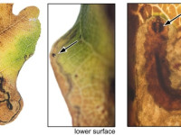 Stigmella atricapitella - On oak - 13th Nov 2025 - Hayfield, Birch Vale, Sett Valley - Christian Heintzen