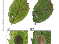 Stigmella aurella - On bramble - 8th Nov 2025 - Rowley Bridge - Christian Heintzen - on Bramble (Rubus)
