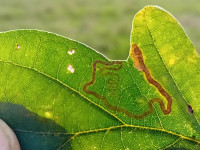 Stigmella basiguttella - 1st November 2025 - Markham Vale - Mark Radford