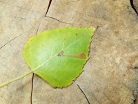 Stigmella betulicola - 7/10/2025 - Markham Vale South Tip - Mark Radford