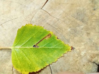 Stigmella betulicola - 7/10/2025 - Markham Vale South Tip - Mark Radford