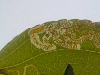 Stigmella catharticella - 29th Oct 2025 - Sunnydale LNR, Derby - On Hawthorn - Andrew-John Shervill