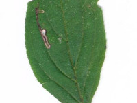 Stigmella catharticella - 30th Sept 2023 - Carvers Rocks - Graham Finch
