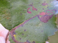 Stigmella continuella  - 16th October 2009 - Rose End Meadows - Steve Orridge