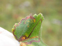 Stigmella continuella - 16th October 2009 - Steve Orridge