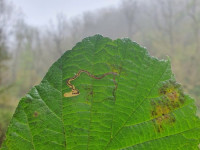 Stigmella floslactella - 16th October 2024 - Lathkill Dale -Martin C Harvey